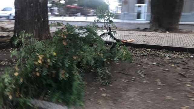 El fuerte temporal de viento que azot&oacute; Santa Fe dej&oacute; da&ntilde;os materiales, ca&iacute;da de ramas y cortes de luz