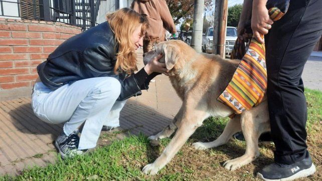 Shastir, un labrador de 10 años, regresó a su casa tras estar 5 años perdido. 