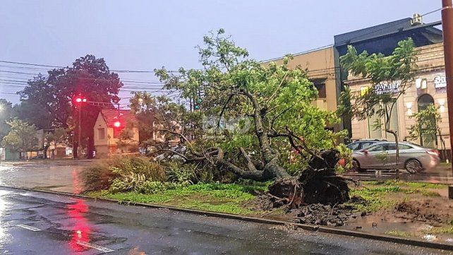 Por las fuertes ráfagas de viento se cayó un un árbol en el cantero central de Bulevar 