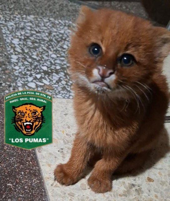 Un cachorro de puma yaguarundí rescatado en San Justo