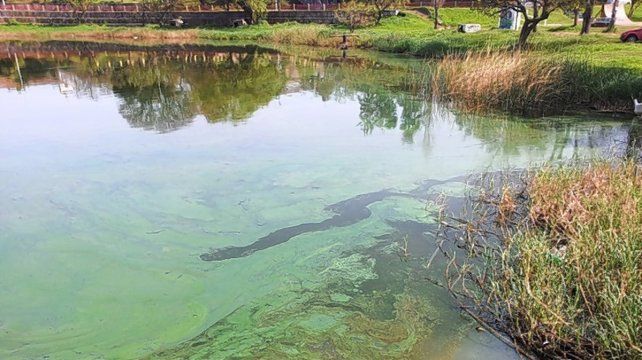 Floración de cianobacterias en ambiente de la ciudad de Santa Fe. Foto: Inali ¿Qué son las floraciones de cianobacterias que afectan a la laguna Setúbal y al Salado?