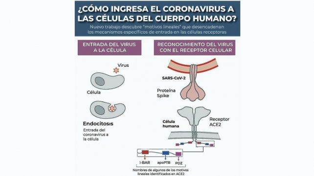 La investigación revela la forma en la que ingresa el virus SARS-CoV-2 al cuerpo, un descubrimiento clave para la prevención y tratamiento.