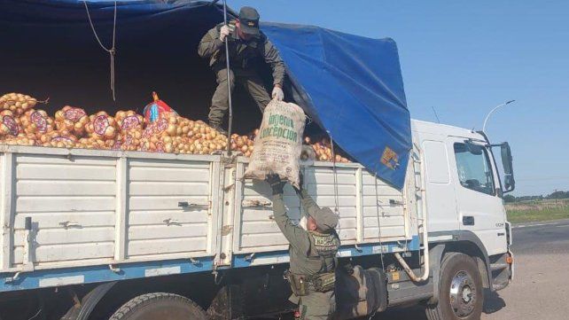 Se rescataron en total 166 ejemplares de fauna silvestre, entre ellos tortugas, nueve cabecitas negras y un picotero de collar.