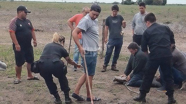 El animal fue capturado y luego traslado hasta el arroyo Alejandro dónde se lo devolvió a su habitad natural. 