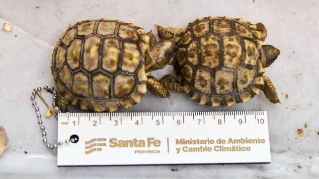 Rescate de fauna silvestre