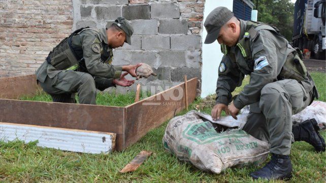En un control en la ruta nacional 34 Gendarmería secuestro 401 aves y tortugas, traídas desde el norte para vender en Buenos Aires