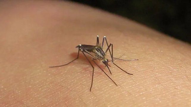 Strada también se refirió a las condiciones climáticas actuales, que favorecen la proliferación del mosquito