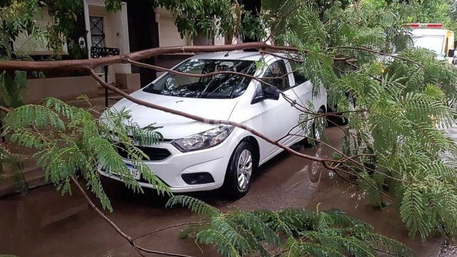 Una rama de árbol sobre un auto en Francia 1200