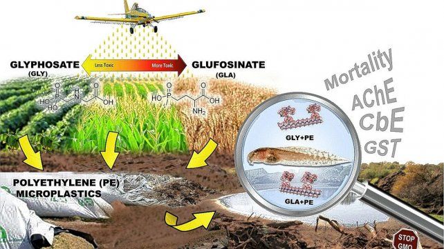 Glifosato y glufosinato de amonio, herbicidas de uso común en cultivos genéticamente modificados, y su interacción con microplásticos: Ecotoxicidad en renacuajos de anuros.