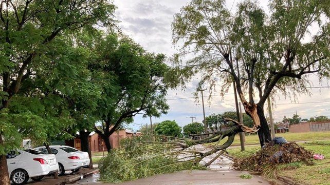Fuerte tormenta en Venado Tuerto dejó 145 árboles caídos