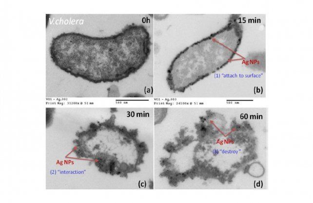 Vista microscópica de la acción de las nano partículas en el virus, dejando su membrana externa 