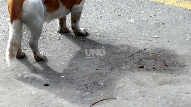 Los animales que más buscan los adultos mayores son perros tranquilos ya adultos, mientras que las familias con hijos prefieren cachorros que se críen junto a los niños.