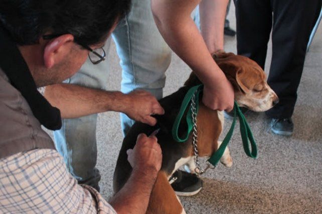 Recomiendan que las mascotas tengan la antirr&aacute;bica contra la enfermedad que transmiten los murci&eacute;lagos. En Santa Fe se brinda ese servicio.&nbsp;