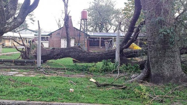 Ramas y árboles caídos tras el temporal en la vecina ciudad de Santo Tomé