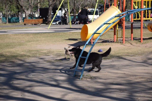 Piden el cambio de los areneros de las plazas de la ciudad para evitar la transmisi&oacute;n de enfermedades.