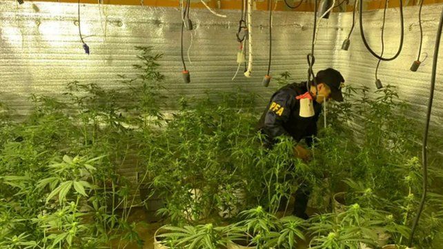 Efectivos de la Policía Federal en el cultivo "indoor" hallado anoche en Cafferata al 4100.