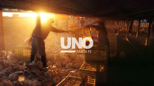 Producción de pollos en Santa Fe.