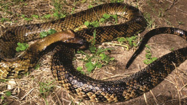 La ñacaniná es de la familia de las culebras y habitan la laguna Setúbal. No se deben molestar ni matarlas. Esta especie es muy estudiada por la Universidad Nacional del Litoral, el Conicet y el Instituto Nacional de Limnología.
