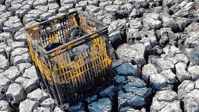 En total fueron 15 las tortugas rescatadas en la primera jornada