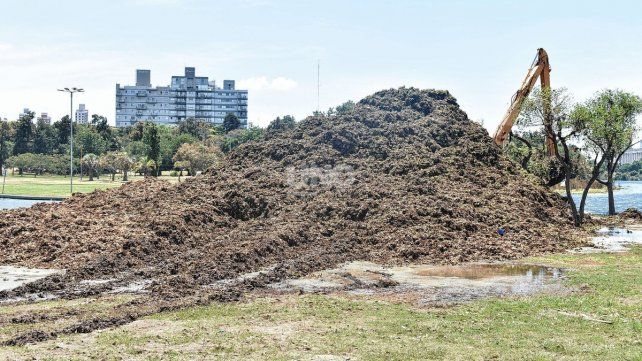 Repollitos extraídos del lago del Parque del Sur.