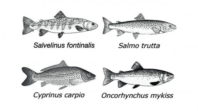 Algunas de las especies introducidas en los embalses de Brasil a través de la acuicultura.