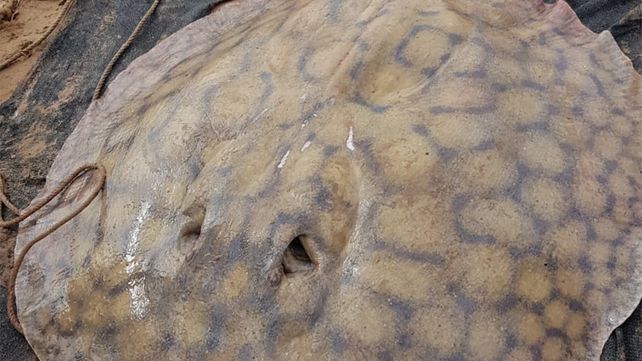 La sorpresa llegó desde el fondo del Paraná: una raya gigante recorrió 170 kilómetros y sorprendió a investigadores del Conicet La sorpresa llegó desde el fondo del Paraná: una raya gigante recorrió 170 kilómetros y sorprendió a investigadores del Conicet