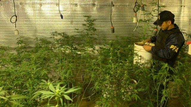 Efectivos de la Policía Federal en el cultivo "indoor" hallado anoche en Cafferata al 4100.