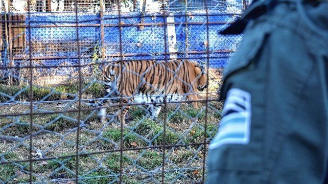 Cuatro animales en cautiverio fueron rescatados durante un allanamiento en un predio en la localidad santafesina de Maggiolo