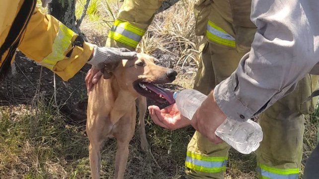 Brigadistas lograron apagar los incendios en Cacique Ariacaiquín