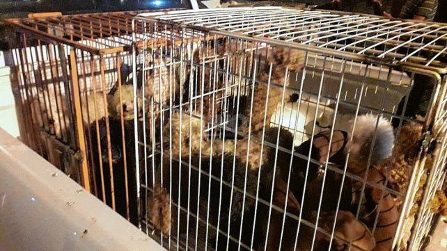 Durante un allanamiento en barrio Yapeyú se halló un criadero clandestino 