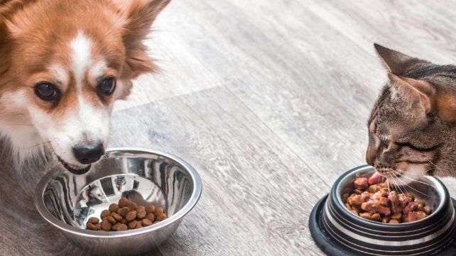 Alimento para las mascotas