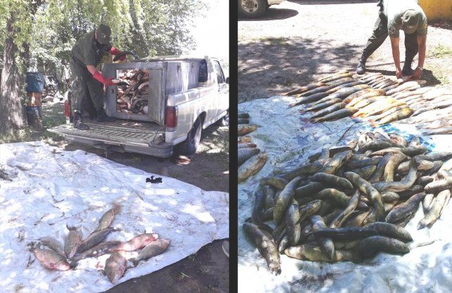 El operativo fue realizado por la Guardia Rural Los Pumas. Secuestraron las especies depredadas y los desnaturalizaron por no ser aptas para consumo humano.