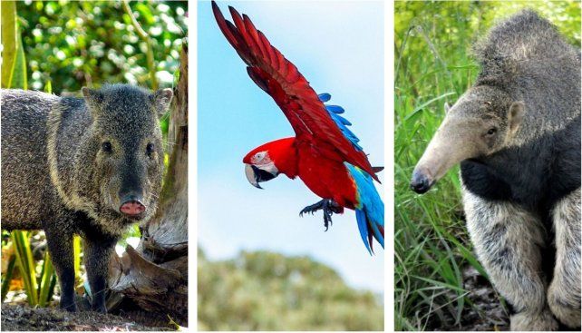 Los animales del Iberá: el pecarí, el guacamayo rojo, fundamental para reforestar en las zonas de incendios y el oso hormiguero