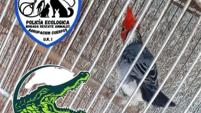 Rescatan aves silvestres que eran comercializadas ilegalmente en Santa Fe  