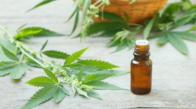 Santa Fe producirá aceite de cannabis para uso medicinal