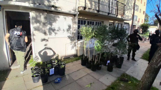 Secuestro de marihuana luego de los allanamientos por la detención de delincuentes que robaron autos en el centro de la ciudad 