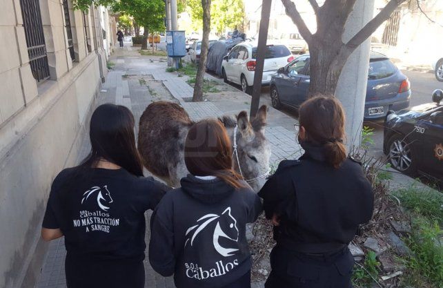 Personal de SOS Caballos le acercó alimento y agua