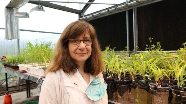 Raquel Chan, del Instituto de Agrobiotecnología del Litoral (IAL)