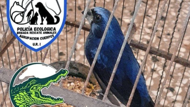Rescatan aves silvestres que eran comercializadas ilegalmente en Santa Fe  
