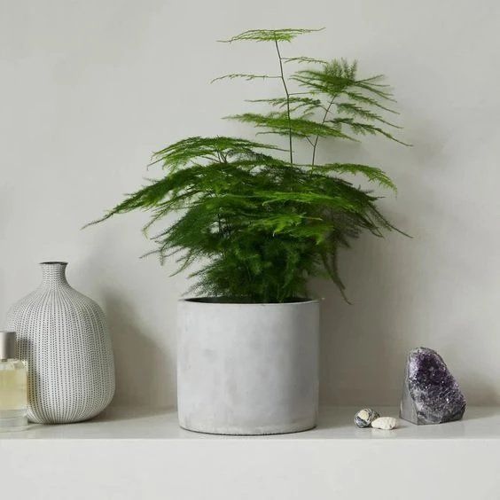 El helecho plumoso puede colocarse en cualquier parte de la casa