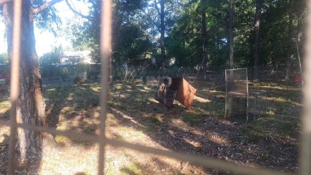 Así se preparó el lugar a la espera de que el puma pudiera ser atrapado una vez que bajara del árbol 