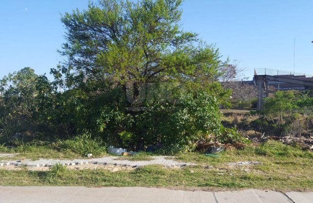 Los restos encontrados por los vecinos en el lugar.