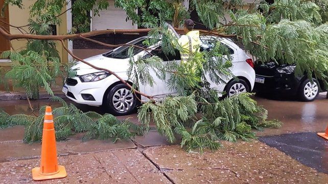 Una rama de árbol sobre un auto en Francia 1200