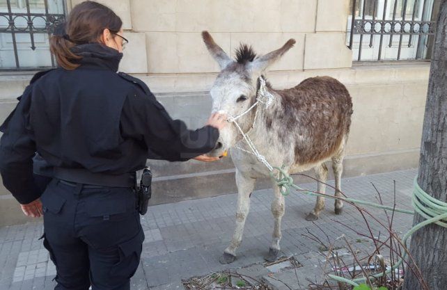 La burra fue trasladada a la Comisaría 2ª a la espera de sus dueños.
