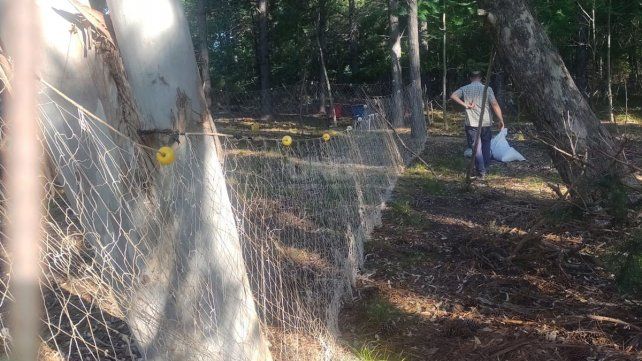 Así se preparó el lugar a la espera de que el puma pudiera ser atrapado una vez que bajara del árbol 