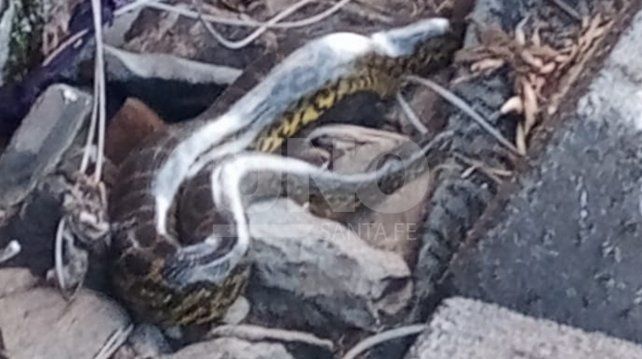 Matías Vivas se encontró una anaconda amarilla en la orilla oeste del Puente Colgante.
