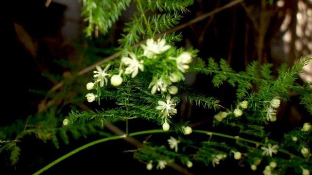 Una planta con distintas propiedades antihumedad