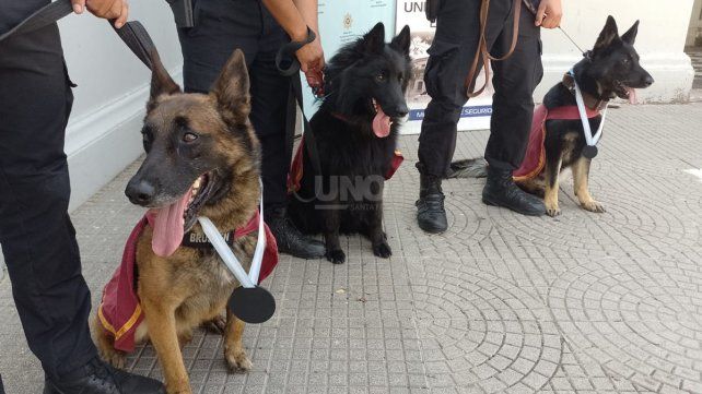 La sección Perros de la policía de Santa Fe tiene 53 años de servicio y es la primera vez que logra reconocimientos a nivel nacional por su trabajo. 