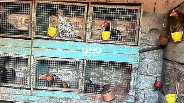 Rescataron a 26 gallos en una vivienda de Santa Fe tras un allanamiento.