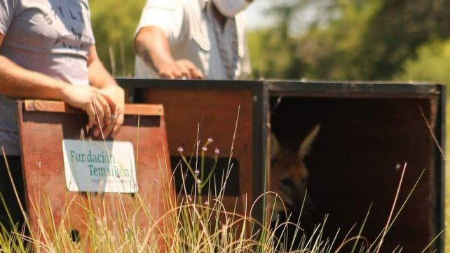 El aguará guazú se encuentra amenazado por la acción humana